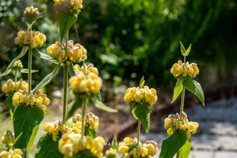 Beplanting op daktuin in Knokke