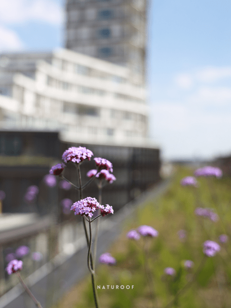 Naturoof groendak in Roeselare op Roelevard