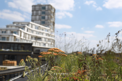 Roelevard Roeselare Groendak van Naturoof 